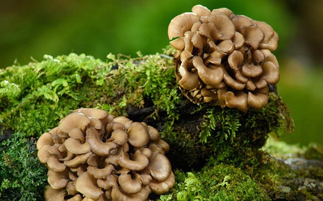 Lion's Mane Extract